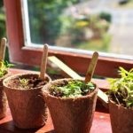4 façons simples de cultiver des herbes et des légumes à l'intérieur