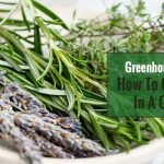 Comment faire pousser des herbes dans une serre