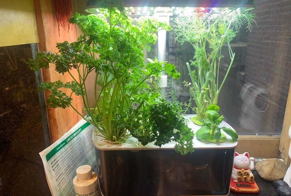 Parce que je viens d’acheter un jardin intérieur