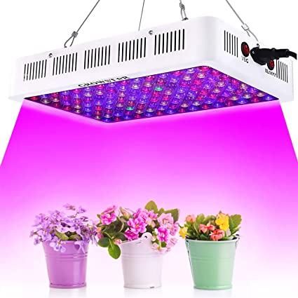 culture hydroponique et semis janvier fleurs