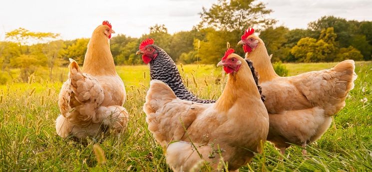 Ce que les poulets peuvent nous dire sur la vie avec le COVID-19– Comment s&rsquo;en sortir