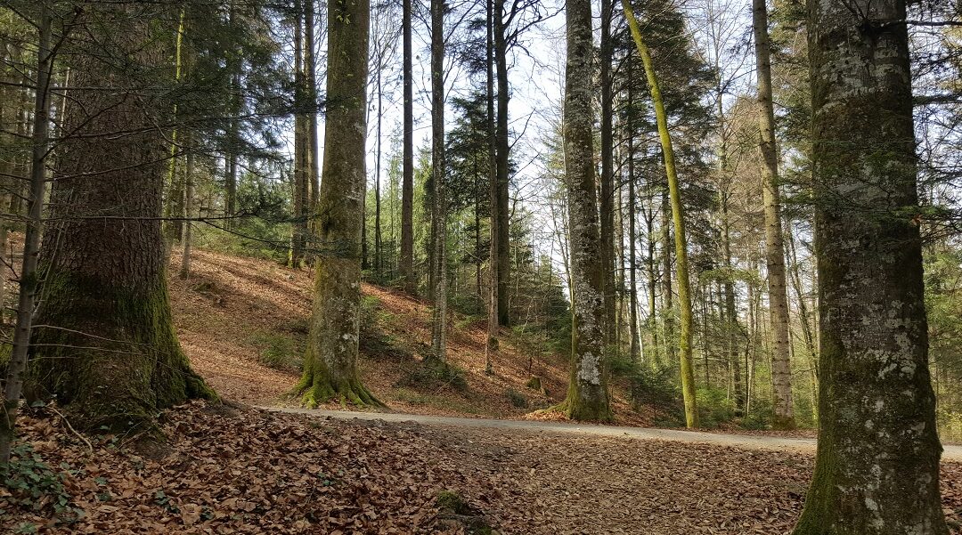 methode nerti suisse – autocoaching