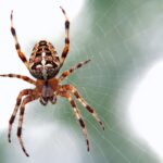 phobie araignée - formation