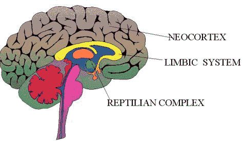 réaction émotionnelle chez l&rsquo;homme – libérer votre potentiel