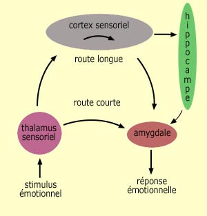 réaction émotionnelle conditionnée – libérer vos peurs