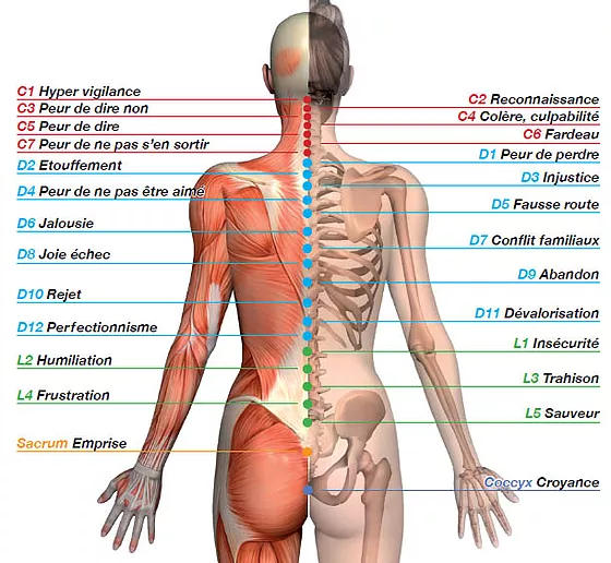 réaction somato-émotionnelle – programme