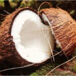 Pourquoi l'huile de noix de coco est la meilleure huile capillaire »TechnoCodex

 - Comment s'en sortir
