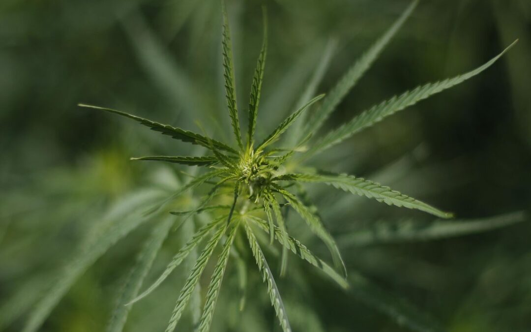 Débat sur les tendances de la légalisation de la marijuana sur les médias sociaux– Comment guérir