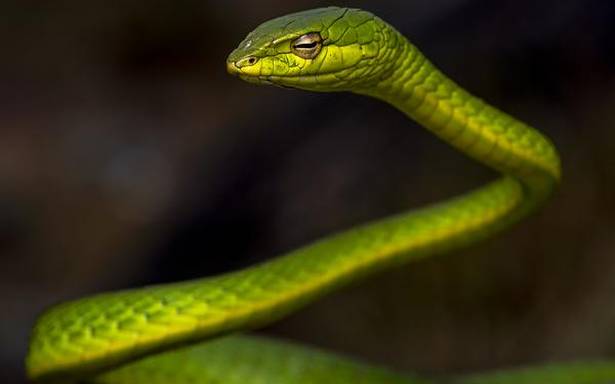 Quatre applications locales sur les serpents du Kerala