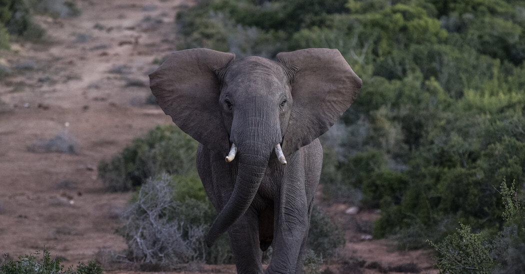 Tussle – Le New York Times