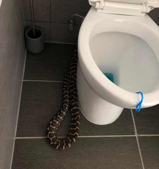 Un énorme python trouvé dans la salle de bain de la maison de Shailer Park dans le Queensland