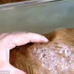 Moment dégoûtant, le vétérinaire serre les asticots de la peau du chien

 - Comment guérir