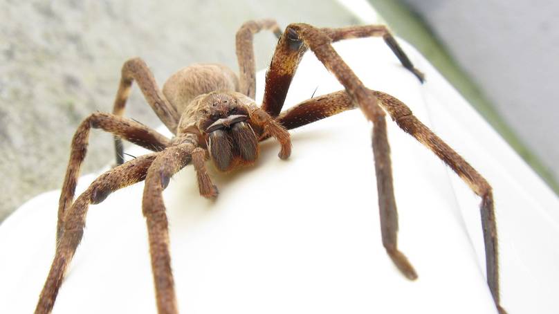 La population d&rsquo;araignées Huntsman a explosé en Australie