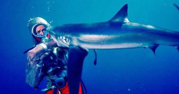 Valerie Taylor défend les habitants les plus incompris de l&rsquo;océan