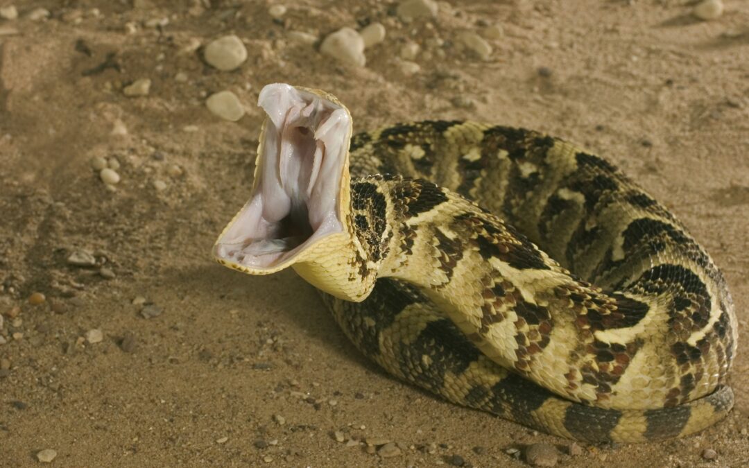 La peur des serpents ou ophidiophobie– Comment guérir