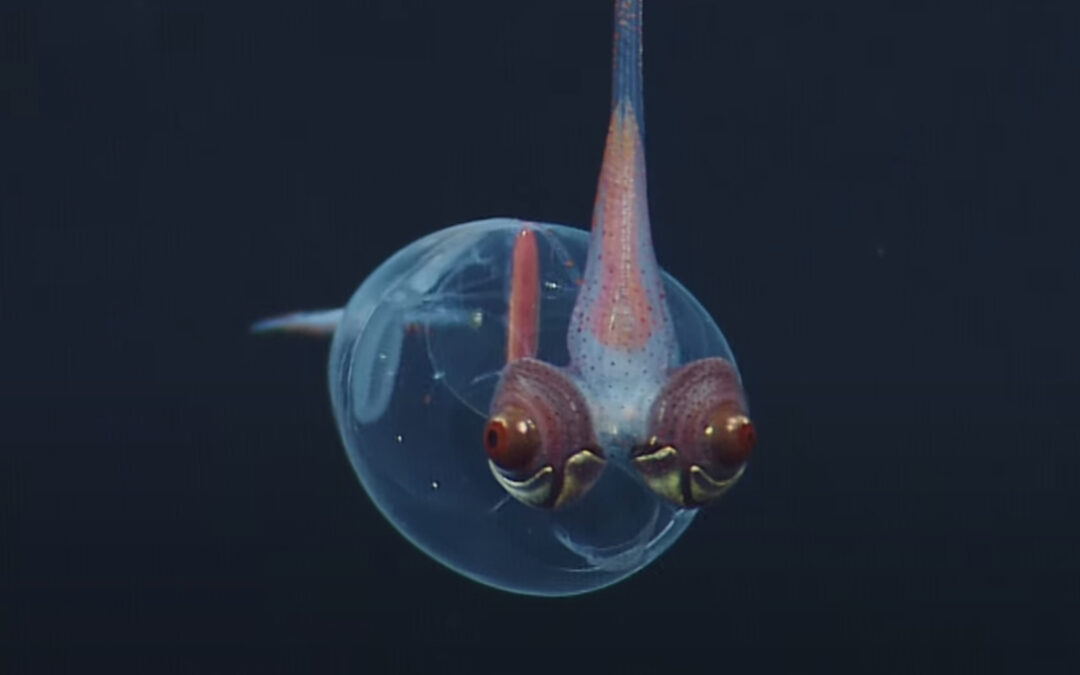 Les créatures de la «  zone de minuit  » de l&rsquo;océan sont de petits extraterrestres ringards– Comment guérir