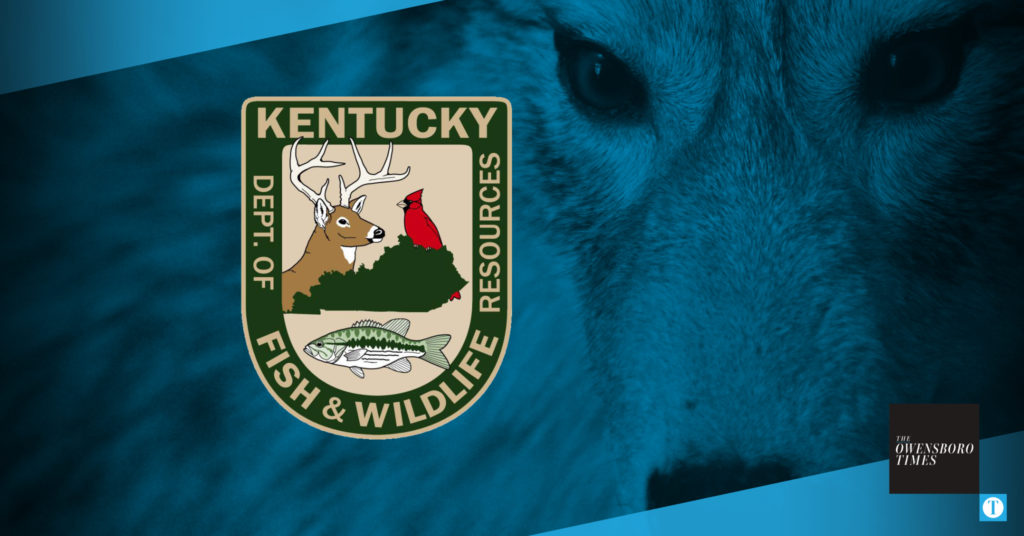 Les officiels offrent des conseils pour protéger les animaux de compagnie pendant la saison de reproduction des coyotes