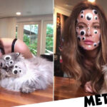 Kate Beckinsale, son chat et ses yeux écarquillés est un spectacle d'horreur sur la trypophobie

 - Comment guérir