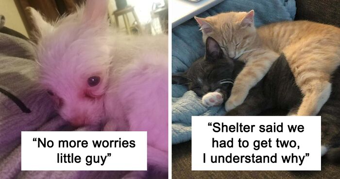 50 photos d&rsquo;animaux de compagnie de sauvetage les plus saines du mois (édition de janvier)– Comment guérir