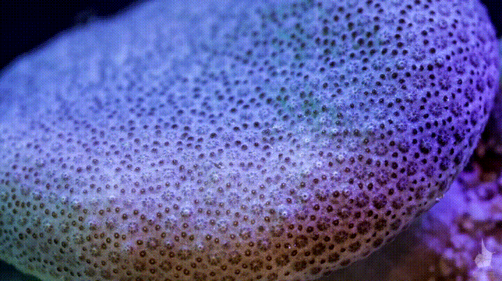 🔥 Coral Bloom 🔥: NatureIsFuckingLit– Comment guérir