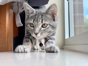 Campus Cats – La revue McKendree– Comment s&rsquo;en sortir