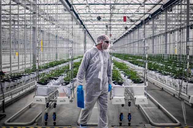 La France entame sa première expérience avec la marijuana médicale– Comment guérir