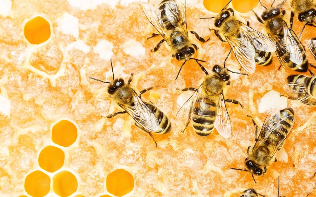 Les scientifiques pensent savoir ce qui cause la trypophobie– Comment guérir